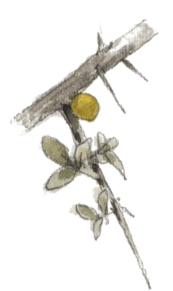 Argousier faux nerprun, Hippophae rhamnoides / © Denis Clavreul