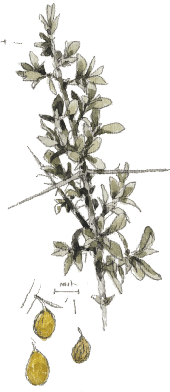 Argousier, Hyppophae rhamnoides Torrent source du printemps