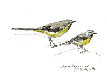 Bergeronnette des ruisseaux / © Denis Clavreul