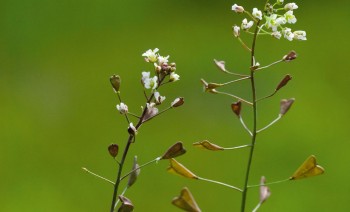 Bourse-à-pasteur en fleurs et en graines Bourse-à-pasteur en fleurs et en graines