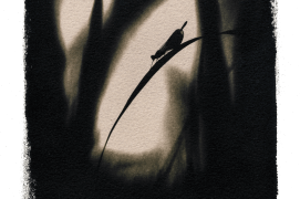 Calopteryx élégant / © David Tatin