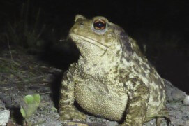 Découverte par exemple d’un beau crapaud aux yeux cuivrés.