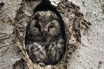 Chouette de Tengmalm dans sa loge. Chouette de Tengmalm dans sa loge.