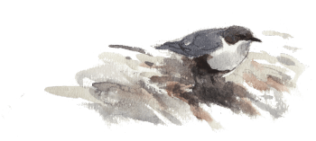 « Cincle plongeur posé sur un rocher, les pattes dans l’eau. » / © Denis Clavreul