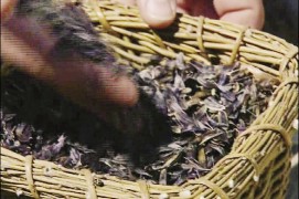 Après un mois de séchage environ, vous pouvez séparer les graines des tiges. Les petites graines sont triées à la main et au tamis fin ; les plus grosses peuvent être battues sur une aire propre, le carrelage de la cuisine par exemple, puis triées.