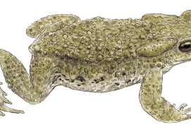 Crapaud commun / © Jean Chevallier
