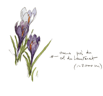 Crocus de printemps, Crocus vernus / © Denis Clavreul