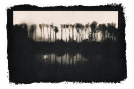 Cygne tuberculé / © David Tatin