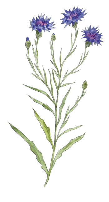 Dessin de bleuet, Centaurea cyanus. les jolies fleurs des champs