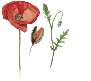 Dessin de coquelicot, Papaver rhoeas. les jolies fleurs des champs