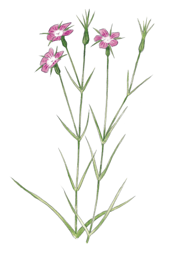 Dessin de nielle des blés, Agrostemma githago. les jolies fleurs des champs
