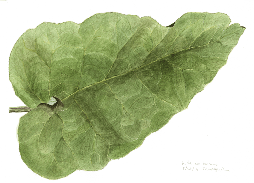 Devenez fan de la bardane