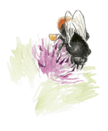 Devenez fan de la bardane