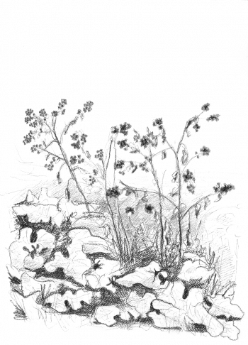 Devenez fan de la bardane