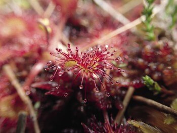 Droséra à feuilles rondes / © Julien Perrot