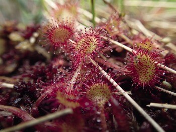 Droséra à feuilles rondes / © Julien Perrot