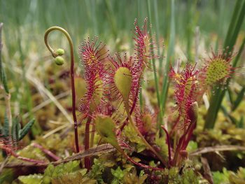 Drosera x obovata Drosera x obovata
