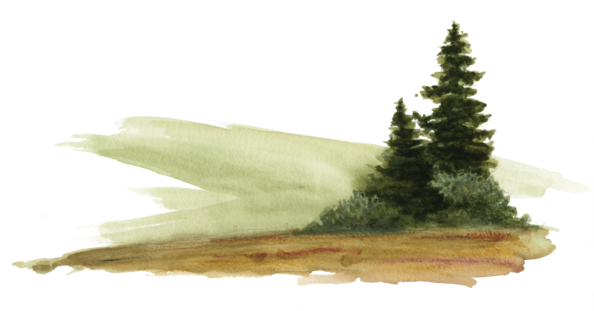 La droséra, une plante carnivore de chez nous.