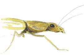 ©  Jérôme Gremaud