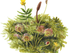 ©  Jérôme Gremaud