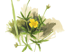 ©  Jérôme Gremaud