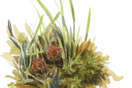 ©  Jérôme Gremaud