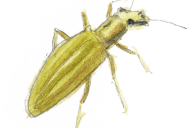 ©  Jérôme Gremaud