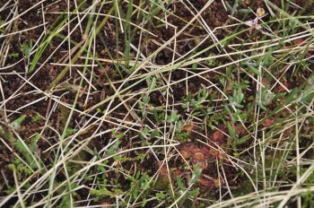 Droséras / © Julien Perrot