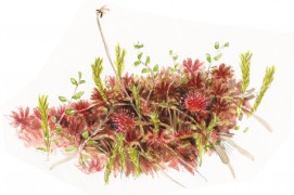 « Emergence de fourmis juste à côté des droséras, mais aucune ne se prend ! » / ©  Jérôme Gremaud