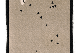 Etourneaux sansonnets / © David Tatin