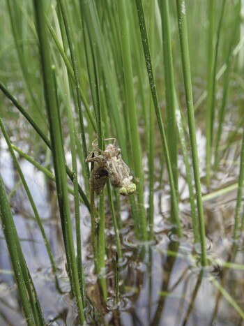 Exuvie de libellule / © Julien Perrot