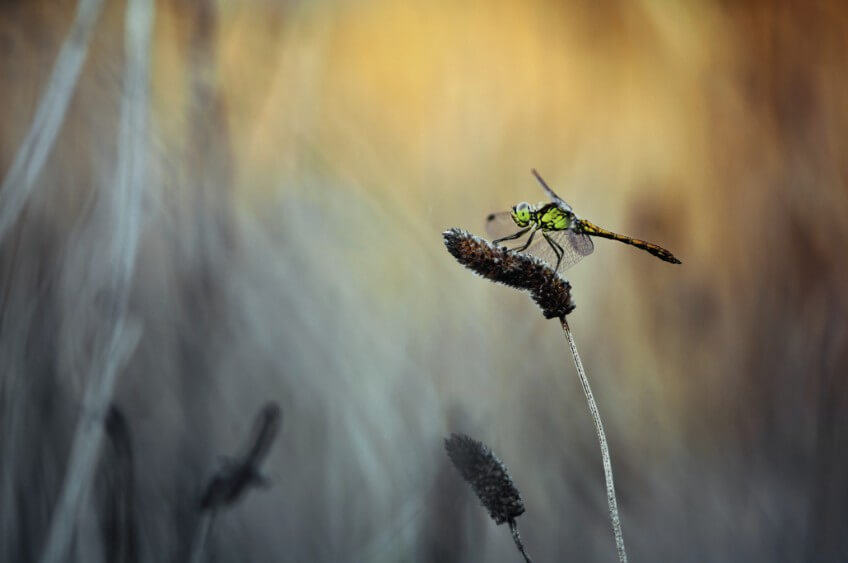 Une libellule sort de l'aube