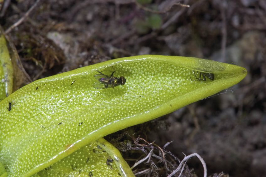 Droséra, grassette etc.