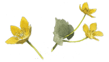 Feuilles et fleurs du populage. / © Denis Clavreul