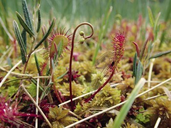 Focus sur une aile de libellule / © Julien Perrot