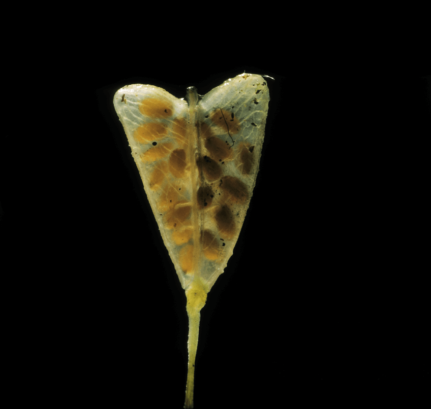 Fruit de bourse-à-pasteur… aux graines potentiellement carnivores? Graine carnivore ?