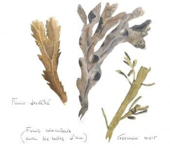 Fucus dentelé, fucus vésiculeux (avec ses bulles d’air) et goemon noir La vie à marée basse