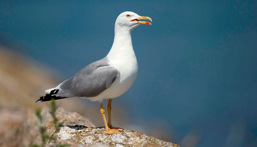 Le succès du goéland leucophée