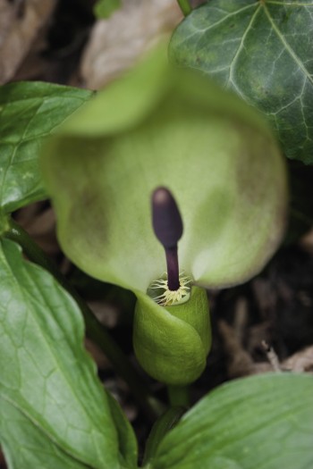 Gouet, ou arum, avec sa massue caractéristique entourée d’une unique spathe. Fleurs carnivores ?