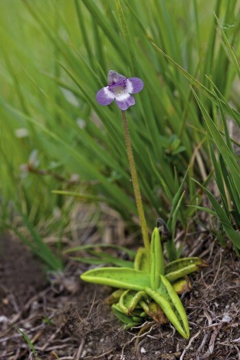 Grassette vulgaire, Pinguicula vulgaris La glu de la grassette