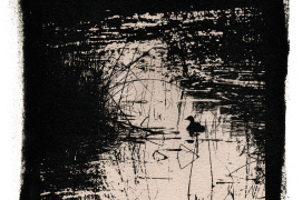 Grèbe castagneux / © David Tatin