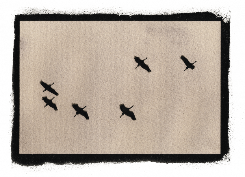 Le cyanotype ou l'infusion animale