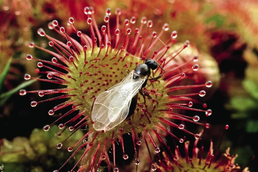 Droséra, grassette etc.