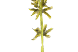 Laîche hérisson, Carex echinata / ©  Jérôme Gremaud