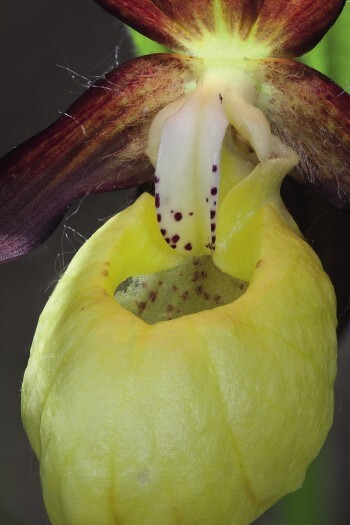 Large nasse jaune d’un sabot-de-Vénus Fleurs carnivores ?
