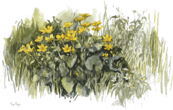 Le populage, Caltha palustris, affectionne les milieux humides. / © Denis Clavreul