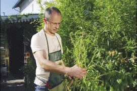 Une plante qui monte en graines émet une grande tige souvent fragile, qui va devoir supporter la pluie et le vent… Pour éviter qu’elle ne se casse et que votre récolte ne se perde avant maturité, plantez un tuteur – bambou ou tige de fer – tout près d’elle.