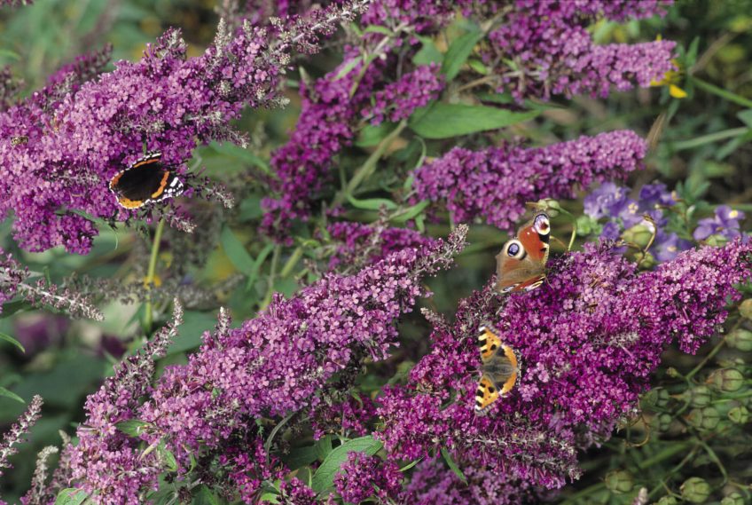 Pourquoi les plantes envahissantes sont-elles chaque printemps plus nombreuses ?