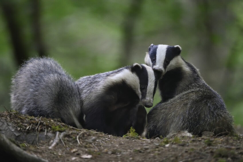 Pourquoi les mammifères sortent-ils surtout le soir et la nuit ?