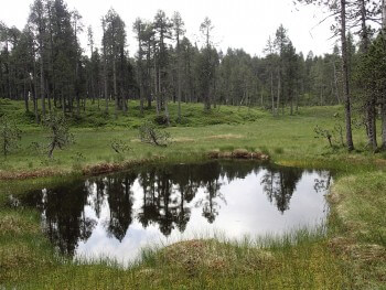 Les silhouettes des pins se reflètent dans l’eau du haut mairais. / © Julien Perrot
